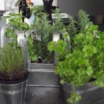 6 ierburi pe care ar trebui să începeți să le cultivați din semințe acum pentru o recoltă de primăvară 6 ierburi pe care ar trebui să începeți să le