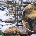 Aceasta este greșeala pe care o fac majoritatea oamenilor: când mulciul de iarnă poate ruina o grădină Aceasta este greșeala pe care o fac majoritatea oamenilor: când