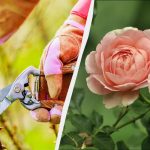 Acum este cel mai bun moment pentru tăierea trandafirilor: iată cum să îi înmulțești - oricine o poate face Acum este cel mai bun moment pentru tăierea trandafirilor: iată
