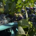 Afinele pot rezista oricărui îngheț: grădinarul a dezvăluit principalele secrete