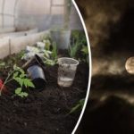 Calendarul de însămânțare pentru febrie 2026: cele mai bune zile