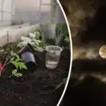 Calendarul de însămânțare pentru febrie 2026: cele mai bune zile