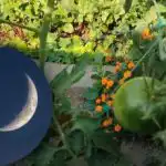 Ce să faci în grădina de legume în septembrie: zile