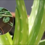 Ce trebuie să faceți dacă aloe începe să putrezească: pași