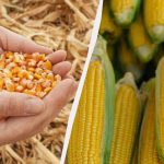 Cea mai bună perioadă pentru însămânțarea porumbului în 2025: nu