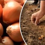 Ceapa crește de câteva ori mai bine: un grădinar a