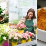 Chiar și florile pipernicite vor prinde viață în 24 de