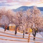 Copacii "beau" apă chiar și iarna: când și de ce