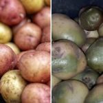 Cu ce să nu depozitezi cartofii: oamenii de știință au numit cel mai rău vecin Cu ce să nu depozitezi cartofii: oamenii de știință au