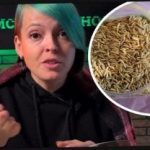 Cum să alegeți plante de cidru și să vă surprindeți