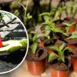 Cum să calculați calendarul de însămânțare a ardeilor pentru răsaduri: