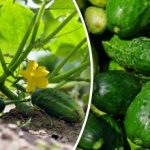 Cum să crească castraveții în toamnă: trucuri și cele mai