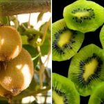 Cum să crească kiwi la domiciliu pe pervazul ferestrei: cele