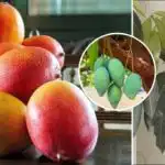 Cum să crească mango cu frunze luxoase la domiciliu: udare,