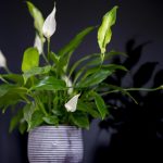Cum să împarți spathiphyllum pentru a obține mai multe flori