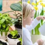 Cum să salvați o floare care s-a uscat complet: greșeli