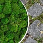 Cum să scoți mușchiul de pe pavele: un remediu simplu