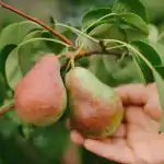 Cum să tăiați corect un par pentru a obține o