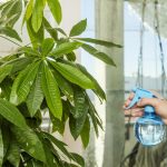 Cum să tăiați un copac de bani: grădinarii au dezvăluit