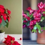 Dacă nu sunt suficiente culori: ce flori înfloresc iarna pe