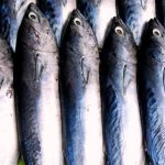 De ce macrou se destramă și câte luni poate fi