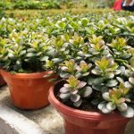 De ce moare copacul de bani: grădinarii au dezvăluit greșelile