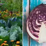 De ce se ofilește varza în pat: este vorba despre