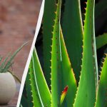 De ce se usucă aloe și cum să o salvezi: