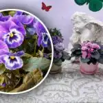 De ce violetele "refuză" să înflorească: un motiv pe care majoritatea oamenilor îl ignoră De ce violetele "refuză" să înflorească: un motiv pe care