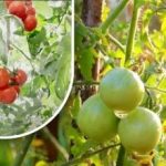 Două sute de grame și sunt coapte: o cultivatoare de