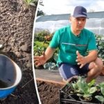 Este posibil: un cultivator dacha a dezvăluit o modalitate simplă de a crește varza timpurie în toamnă Este posibil: un cultivator dacha a dezvăluit o modalitate simplă