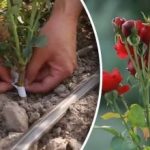 Experții au numit cel mai bun moment pentru tăierea trandafirilor: