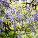 Frumoase, dar periculoase: 11 plante pe care nu ar trebui