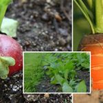 Grădina de legume în septembrie: ce să semănați pentru a