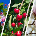 Grădinarii au numit 8 copaci care nu ar trebui tăiați