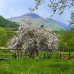 Grădinarii experimentați o fac întotdeauna cu pomii de măr în ianie: recolta va fi de 3 ori mai mare Grădinarii experimentați o fac întotdeauna cu pomii de măr în