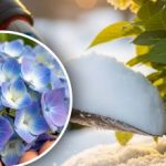 Hortensia „nu va ierta”: ce manipulare de iarnă poate „ucide”