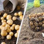 Iată de ce cartofii tăi cresc mici: 7 greșeli grosolane de grădinărit Iată de ce cartofii tăi cresc mici: 7 greșeli grosolane