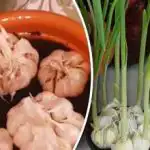 Ierburi proaspete pe tot parcursul anului: cum să cultivi usturoi