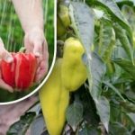 Începe să se înroșească în câteva zile: o modalitate ușoară