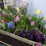 Lalele și narcise pentru 8 martie fără o seră: o