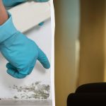 Mucegaiul nu se va mai întoarce: un remediu accesibil salvează