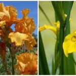 Natura a surprins pe toată lumea: o floare de vară