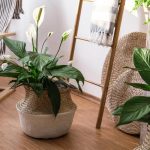Nu doar o floare: cum afectează spathiphyllum atmosfera și energia