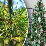 Nu este nevoie să le aruncați: cum să folosiți acul