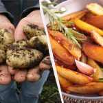 Numite 6 cele mai delicioase soiuri de cartofi din Ucraina: