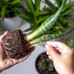 Numite 7 plante care vor atrage norocul și energia pozitivă