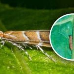 O nouă invazie de dăunători în Ucraina: 80% din culturi sunt amenințate, cum să le combatem O nouă invazie de dăunători în Ucraina: 80% din culturi