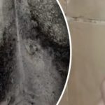 Puteți uita definitiv de mucegai până la primăvară: cum să preveniți mucegaiul în timpul iernii Puteți uita definitiv de mucegai până la primăvară: cum să