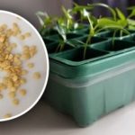 Secretul germenilor "puternici": o metodă simplă de a face răsadurile